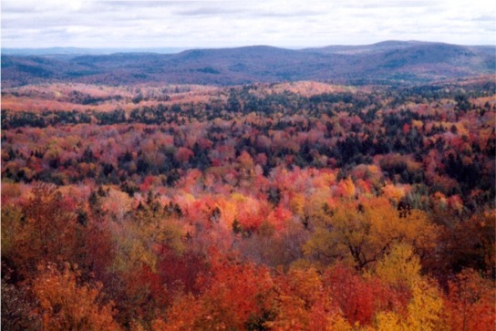 Vermont Landscape - Timberknee